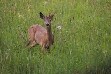 Gardinen roe deer in the grass © Sabine