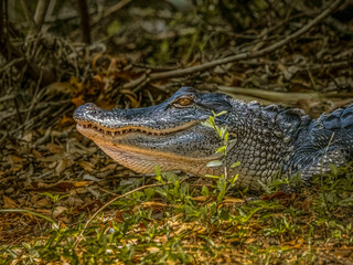 Young Alligator Grinning in the Sunlight