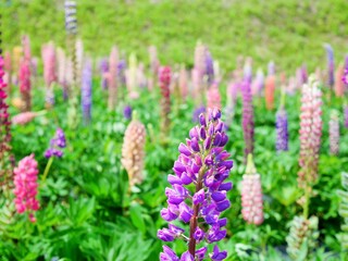 味わいの里三日月のルピナス