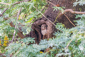 A Spotted Owl its nest