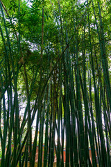 Fototapeta na wymiar bamboo inside the Majorelle gardens in Marrakech
