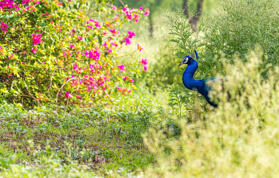 A peacock coming out of bush