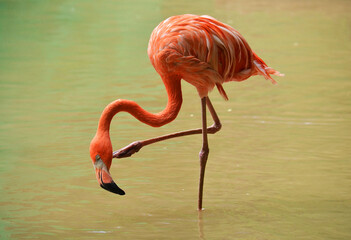 pink flamingo in water