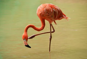 Gordijnen pink flamingo in water © elizalebedewa