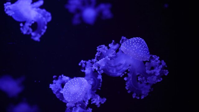 video collection. Sea and ocean jellyfish swim in the water close-up. Illumination and bioluminescence in different colors in the dark. Exotic and rare jellyfish in the aquarium