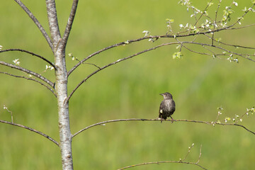 young green poplar with a thrush on a branch in spring