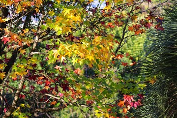 Photograph of the beautiful landscape of the trees in autumn.