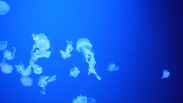 video collection. Sea and ocean jellyfish swim in the water close-up. Illumination and bioluminescence in different colors in the dark. Exotic and rare jellyfish in the aquarium