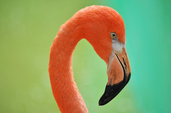 close up of flamingo