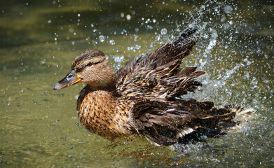 duck on the water