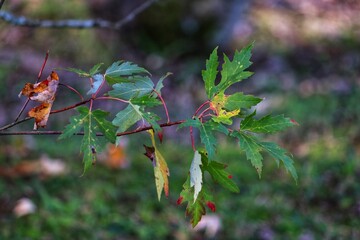 Photograph of the beautiful landscape of the trees in autumn.
