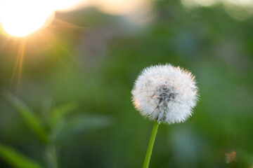 dandelion in the grass