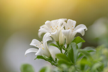 White flower in the natural background beautiful.Orange jasmine