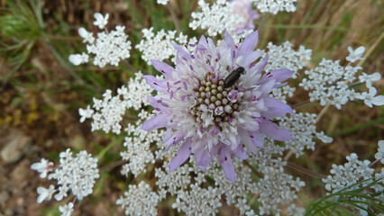 Fiore selvatico
