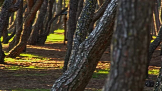Twisted pines and straight trunks, in the Pineta Filiani, illuminated by the first light of dawn on the Adriatic Sea. Pineto, Abruzzo