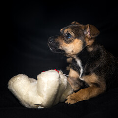 puppy playing with a white teddy bear, adoption concept