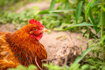 head of a brown chicken close-up in profile on a green background. farming