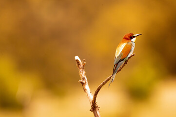 abajarruco posado junto a su nido