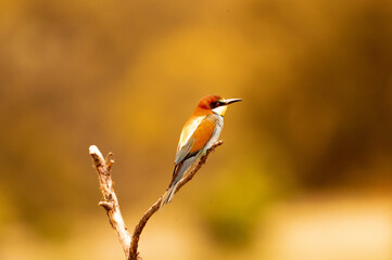 abajarruco posado junto a su nido