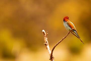 abajarruco posado junto a su nido