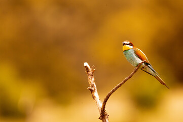 abajarruco posado junto a su nido