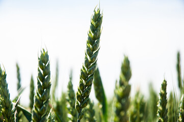 Close-up detail of green wheat.