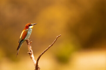 abajarruco posado junto a su nido