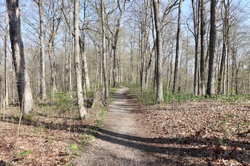 The empty trail in the forest on a sunny day.