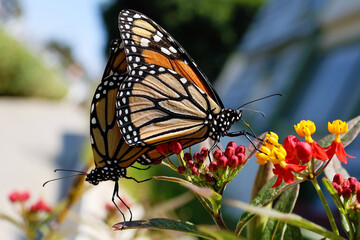 monarch butterflies mating on flower