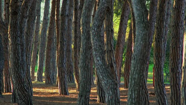 Twisted pines and straight trunks, in the Pineta Filiani, illuminated by the first light of dawn on the Adriatic Sea. Pineto, Abruzzo