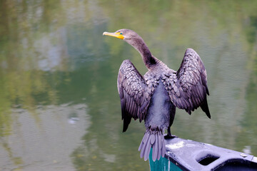cormorant with wings spread