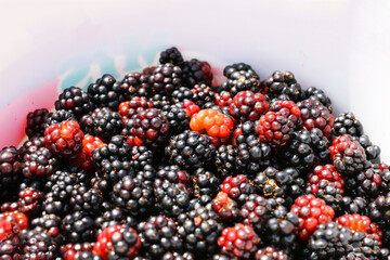 Blackberries are grown naturally in Ordu.