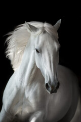 White horse portrait with long mane