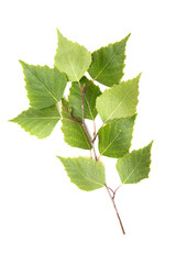 Branch of green birch leaves on a white background.
