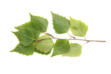 Obraz premium Branch of green birch leaves on a white background.