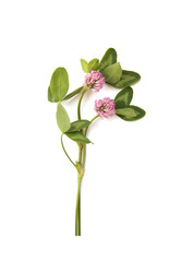 Clover branch with a flower on a white background.