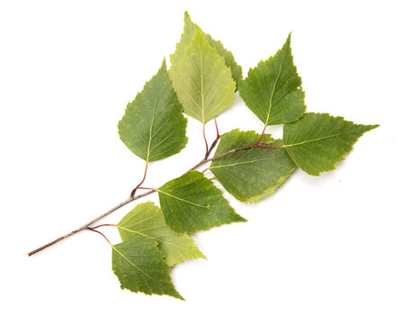 Branch of green birch leaves on a white background.