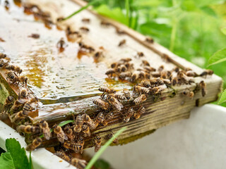 Bees drink water from a drinking bowl in an apiary. Care and work with bees. Making honey. Apiculture.