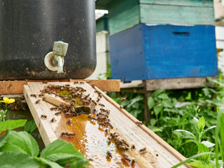 Bees drink water from a drinking bowl in an apiary. Care and work with bees. Making honey. Apiculture.