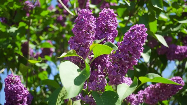 Branches of Blooming Lilac Sway in the Wind.