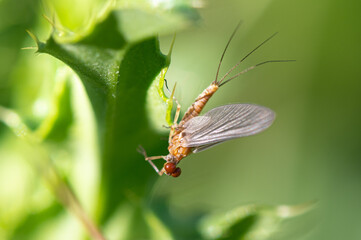 Serratella ignita - Ephemerella ignita - Blue-winged Olive - Ephemère à ailes bleues