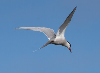 common tern,  (Sterna hirundo)