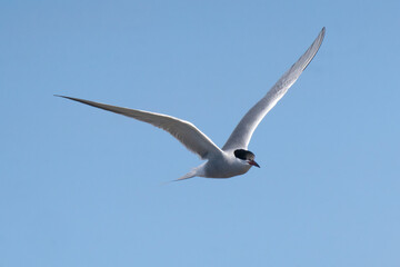 common tern,  (Sterna hirundo)