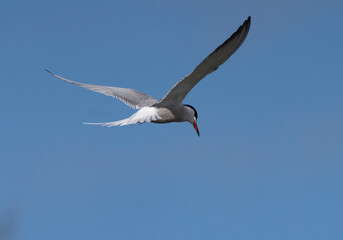 Fototapeta na wymiar common tern, (Sterna hirundo)