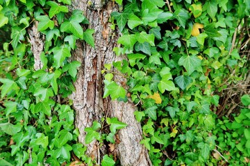 Efeu am Stamm einer Pappel