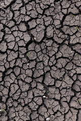 Dry earth soil. Ground with small yong green sprout. Grunge texture. Dried cracked texture and background.