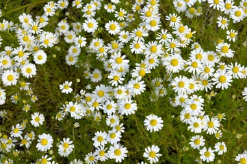 Chamomile field on a clear, sunny day.