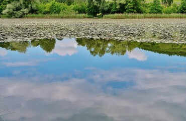 Seerosen am Bettenauer Weiher, Ostschweiz