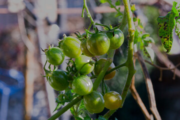 Tomates cherry de huerta organica en casa