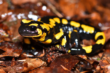 Closeup picture of the European fire salamander (Salamandra salamandra), photographed on foliage in a beech forest in the Swabian Alb during rainy weather.